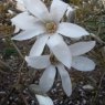 Magnolia x proctoriana