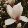 Magnolia x soulangeana 'San Jose'