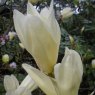 Magnolia Yellow Lantern  AGM