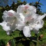 Rhododendron aberconwayi 'His Lordship'