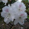 Rhododendron aberconwayi 'His Lordship'