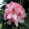 Rhododendron Albert Schweitzer  AGM
