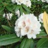 Rhododendron alutaceum Var. alutaceum