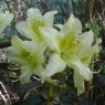 Rhododendron ambiguum 'Jane Banks'