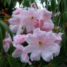 Rhododendron Angelo (KH Pink form)