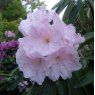 Rhododendron Angelo (SP #2)