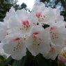 Rhododendron anwheiense