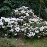 Rhododendron anwheiense