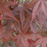 Acer palmatum 'Beni Otake'