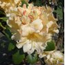 Rhododendron Apricot Fantasy