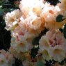 Rhododendron Apricot Fantasy