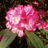 Rhododendron arboreum cinnamomeum 'Everest Reunion'