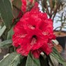 Rhododendron arboreum 'Rubaiyat'.