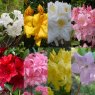 Deciduous Azalea PALLET DEAL (24 x 5 litre plants)