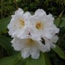 Rhododendron Argosy