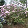 Rhododendron argyrophyllum 'Chinese Silver'  AGM