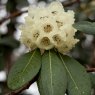 Rhododendron arizelum