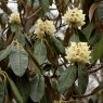 Rhododendron arizelum