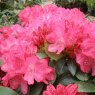 Rhododendron Astrid