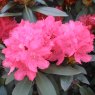 Rhododendron Astrid