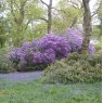 Rhododendron augustinii