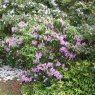 Rhododendron augustinii EGM 293