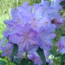 Rhododendron augustinii 'Electra'  AGM
