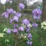 Rhododendron augustinii 'Electra'  AGM