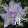 Rhododendron augustinii 'Trewithen'