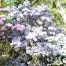 Rhododendron augustinii 'Trewithen'