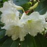 Rhododendron auriculatum