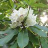 Rhododendron auriculatum