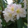 Rhododendron Award