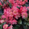 Rhododendron Barbarella