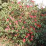 Rhododendron barbatum