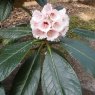 Rhododendron basilicum