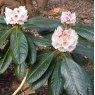 Rhododendron basilicum