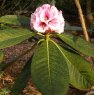 Rhododendron basilicum