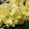 Rhododendron Beatrice Keir