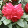 Rhododendron Beau Brummell