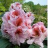 Rhododendron Belami