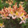 Deciduous Azalea Croceum Tricolor
