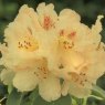 Rhododendron Bellini INKARHO