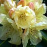 Rhododendron Bellini INKARHO