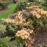 Rhododendron Bergie Larson AGM