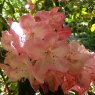 Rhododendron Betty Wormald