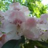 Rhododendron Betty Wormald