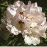 Rhododendron bhutanense