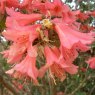 Rhododendron Biskra