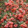 Rhododendron Biskra
